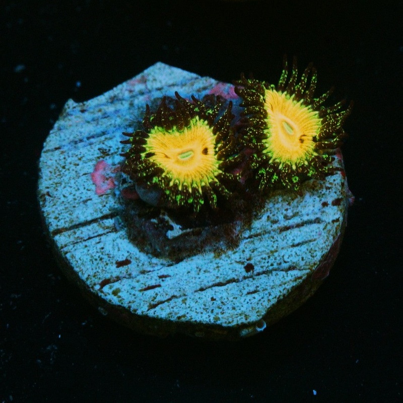 WWC HUNGRY EYES ZOA