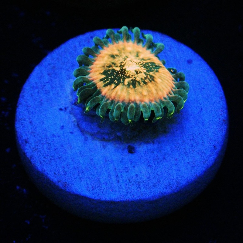 YETI ZOA