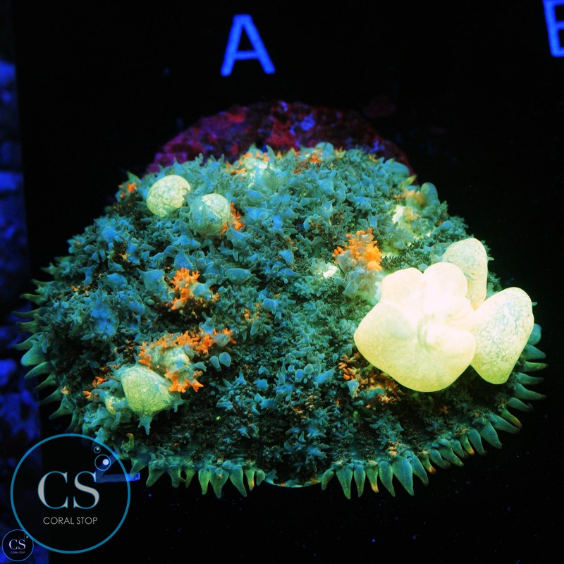 2"+ PZ GODSPAWN BOUNCE MUSHROOM