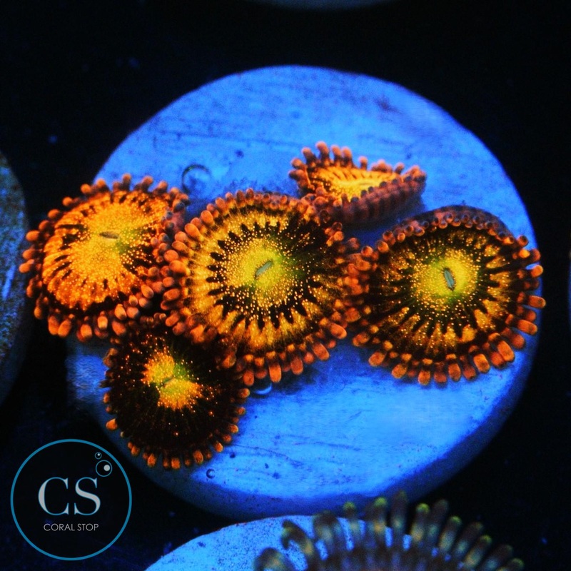 ALIEN ANTIVENOM ZOA
