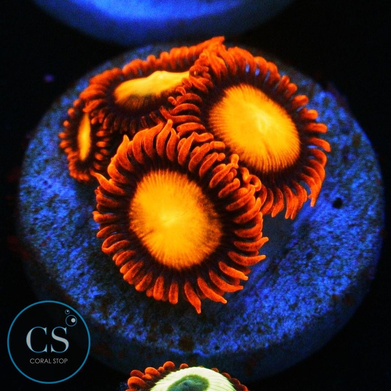 ANGRY BIRDS ZOA