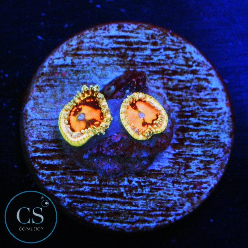 BIG R SPACE CHAOS ZOA