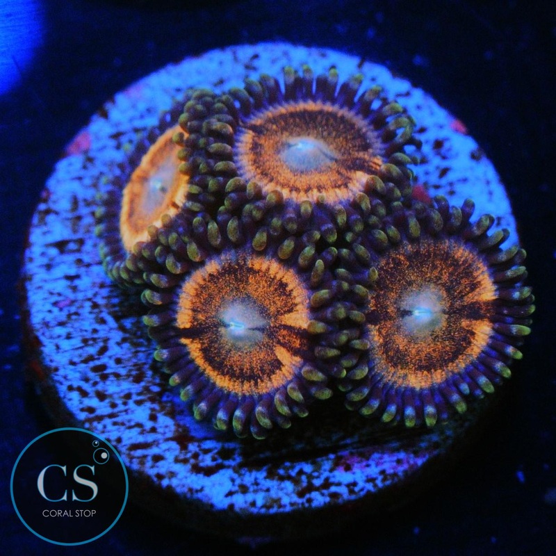 BLOWPOPS ZOA