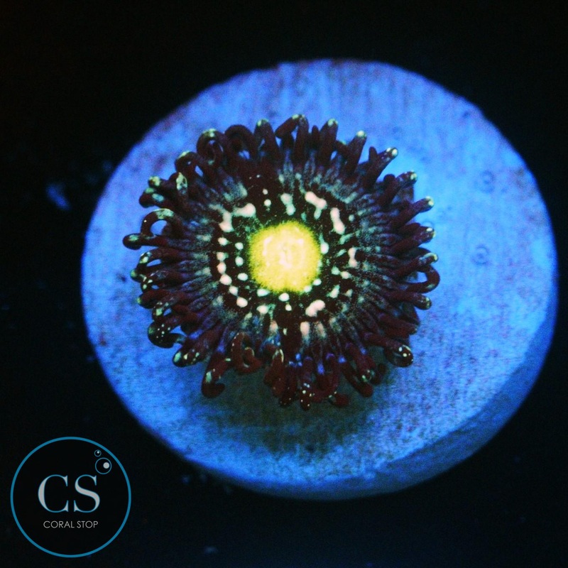 BLUE LAGOON ZOA
