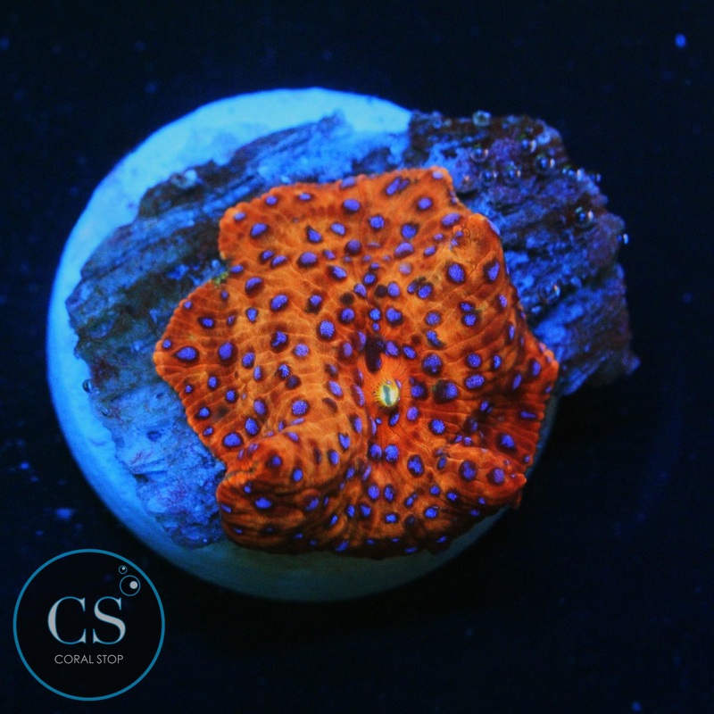 BLUE SPOTTED DISCO MUSHROOM