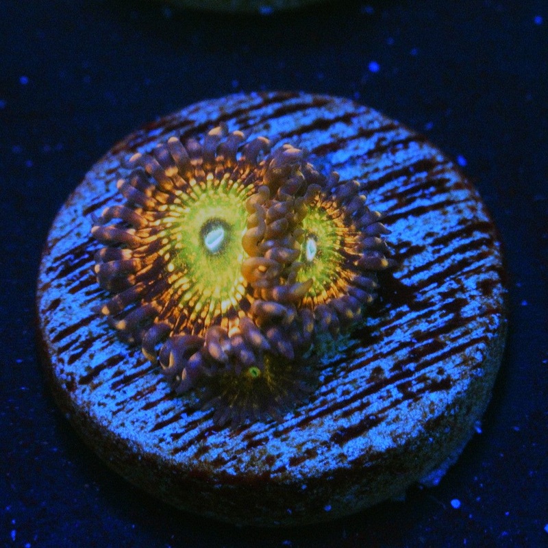 CB KRAK GOD ZOA