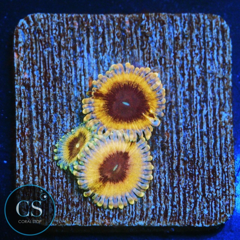 CB WHITE WALKERS ZOA