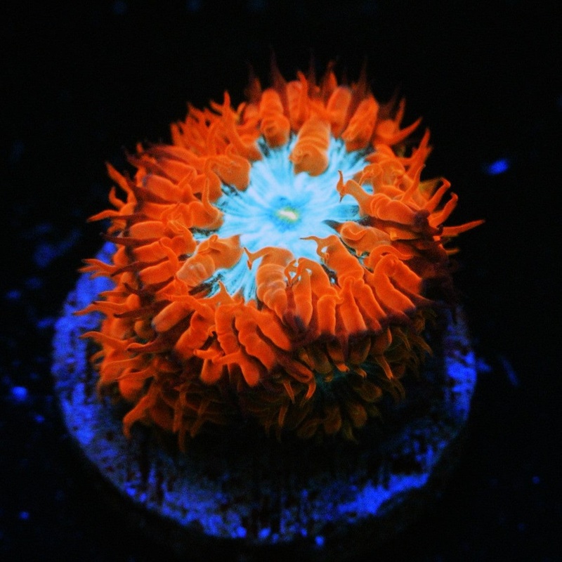CC FIRE AND ICE BLASTO MERLETTI