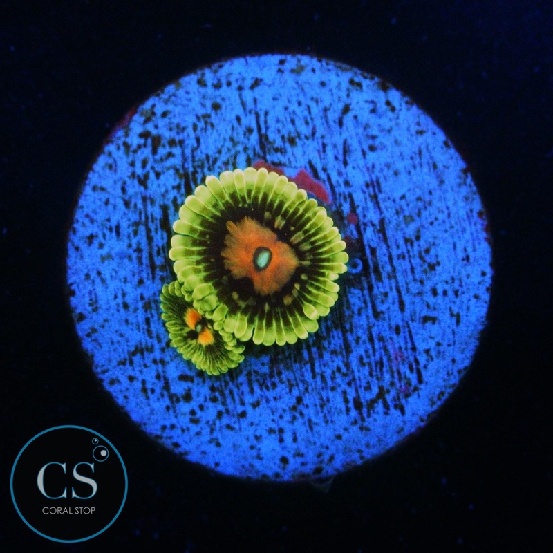 CC SCARLET FEVER ZOA