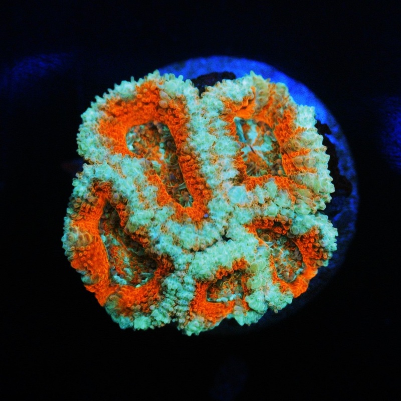 COLD PUMPKIN ACAN