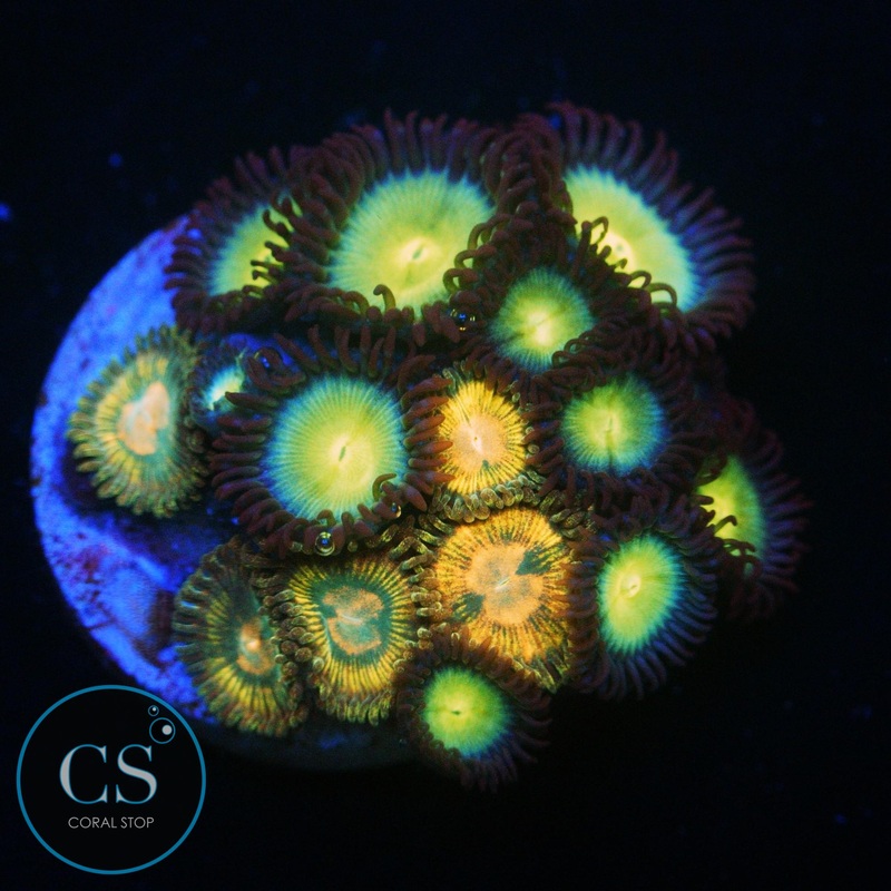 CRAZY COMBO ZOA