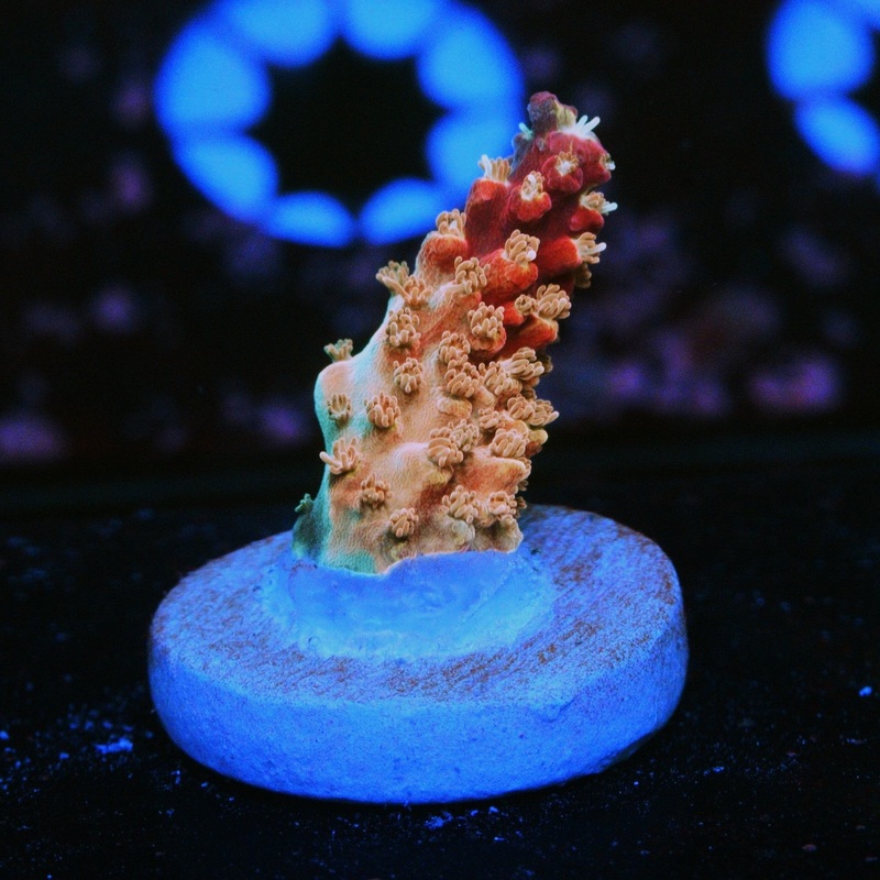 CS RAINBOW RAY ACRO