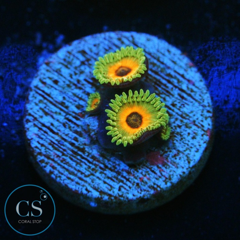 CS REVERSE RASTA ZOA