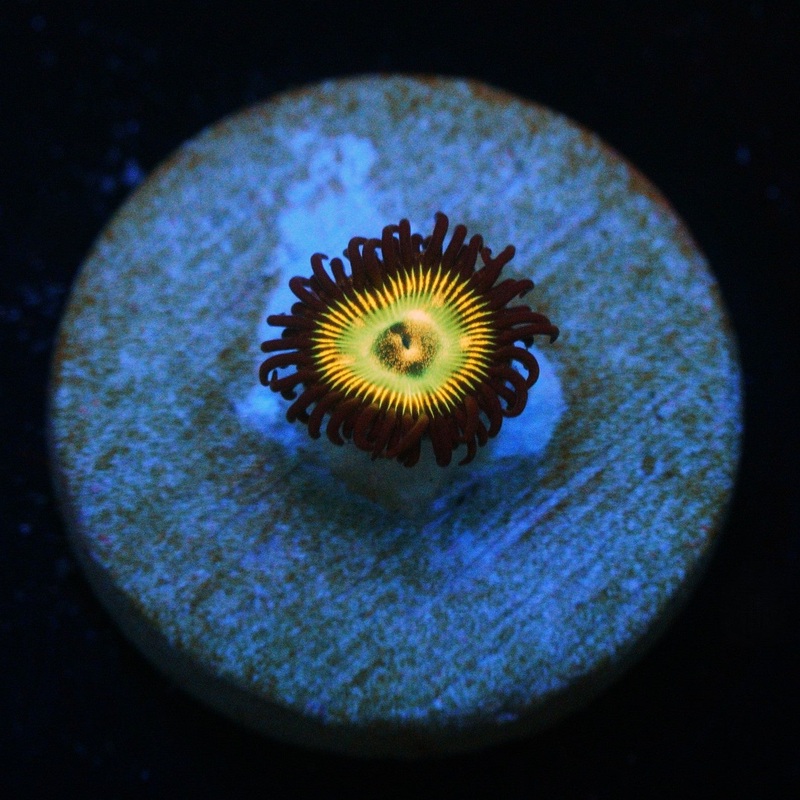 CS SUPER MARIO SUNSHINE ZOA