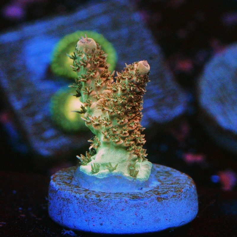 CS TRANQUIL FURY ACRO