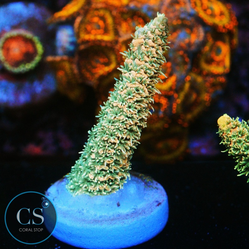 CS TROPICAL RAY MILLI