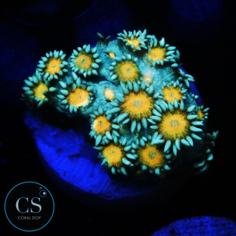 ELECTRIC DAISY GONI