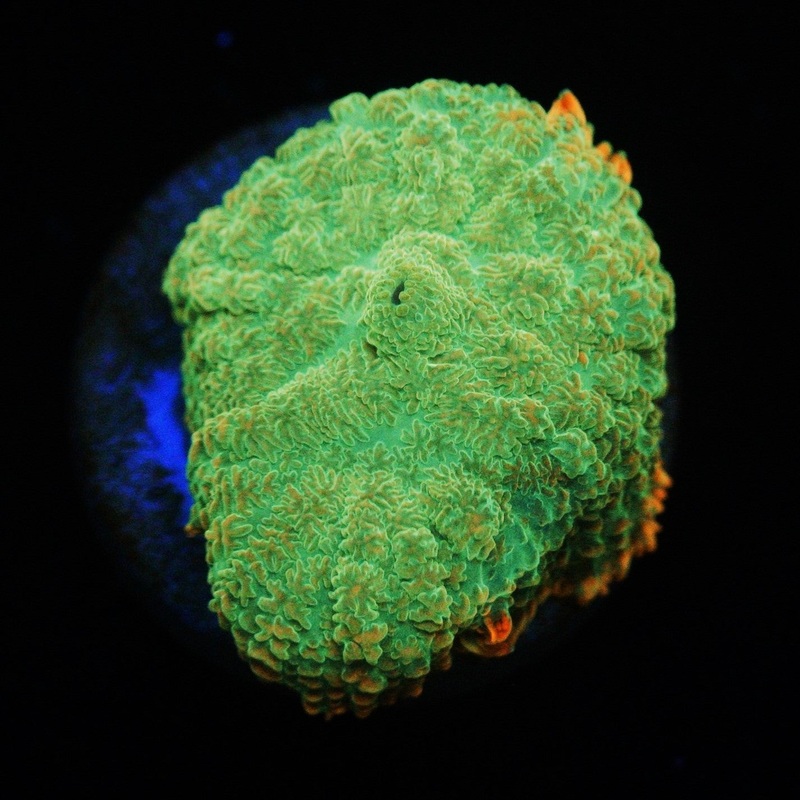 ELECTRIC LIME MUSHROOM