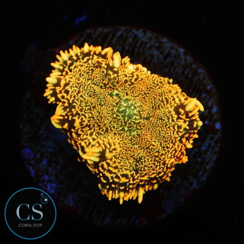 FLAME FIELD MUSHROOM