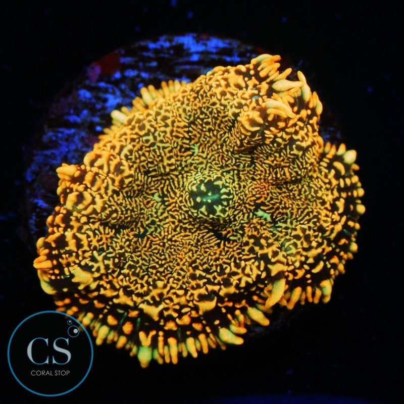 FLAME FIELD RHODACTIS MUSHROOM