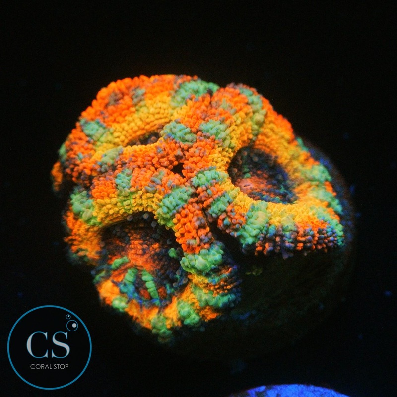 FLAMING HOT CHEETOS ACAN