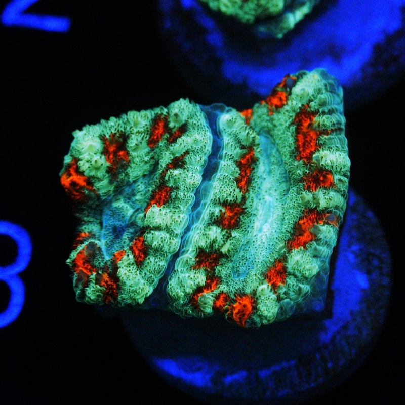FLAMING TUNDRA ASIAN ACAN
