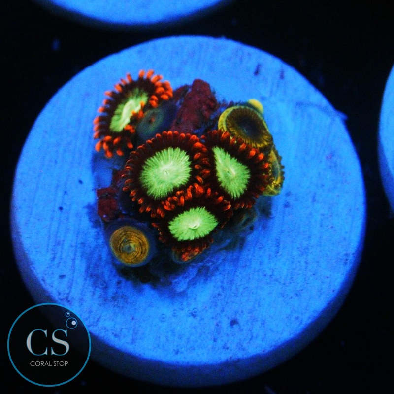 GOBLINS ON FIRE ZOA
