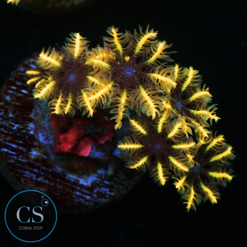 GOLDEN CLOVE POLYPS