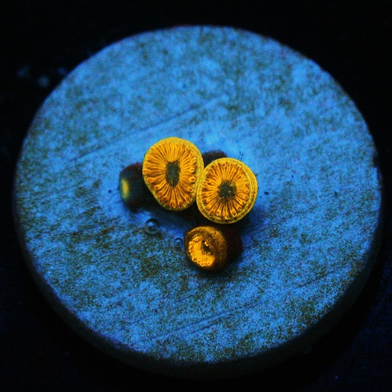GOLDEN HORNET ZOA