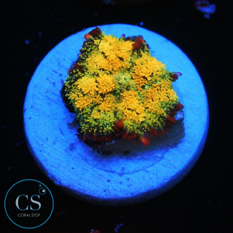 GONZO GOLDEN DRAGON BOUNCE MUSHROOM