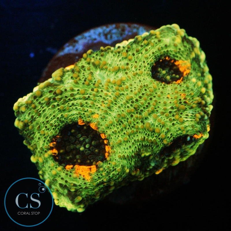 GREEN AND ORANGE ACANTHASTREA