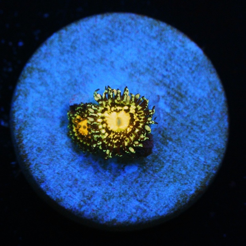 GRIM REAPER ZOA