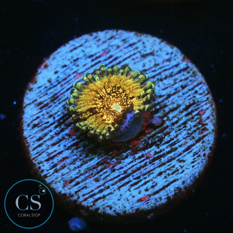 HR DEATHSTAR ZOA