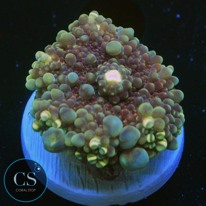 HUBBA BUBBA BOUNCING YUMA MUSHROOM