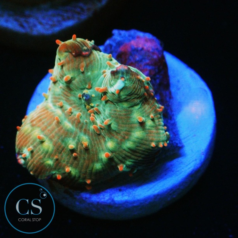 INTERSTELLAR MUSHROOM