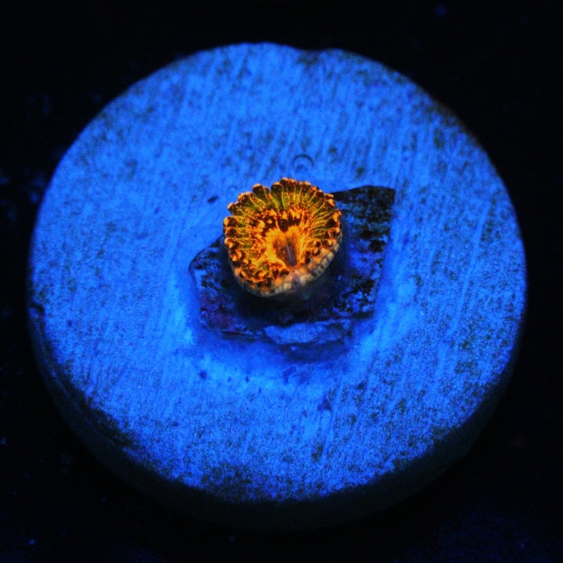 JF AZZKRAK ZOA