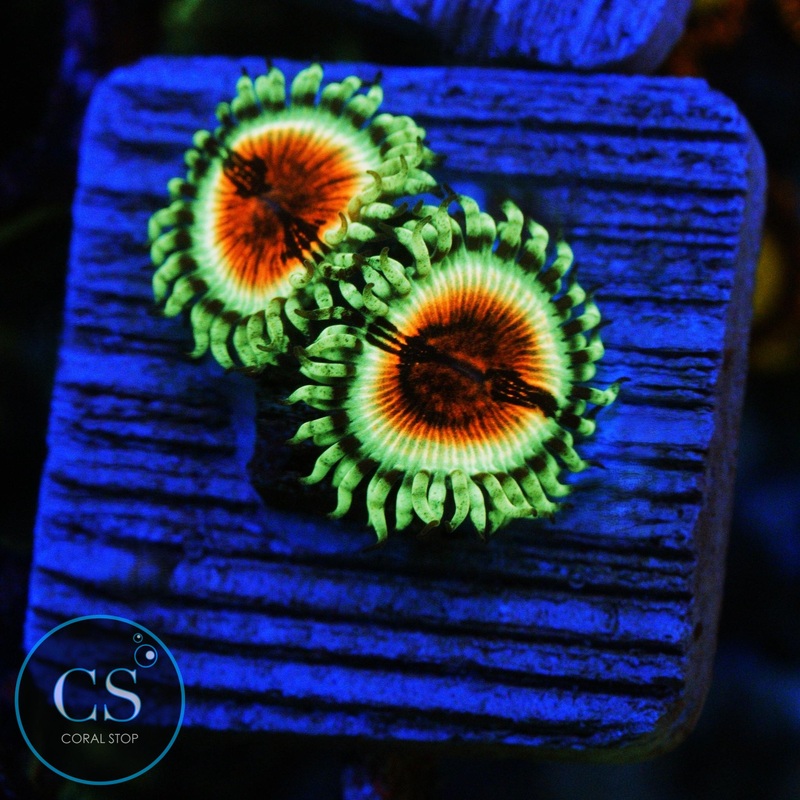 JF BLOODSHOTS ZOA