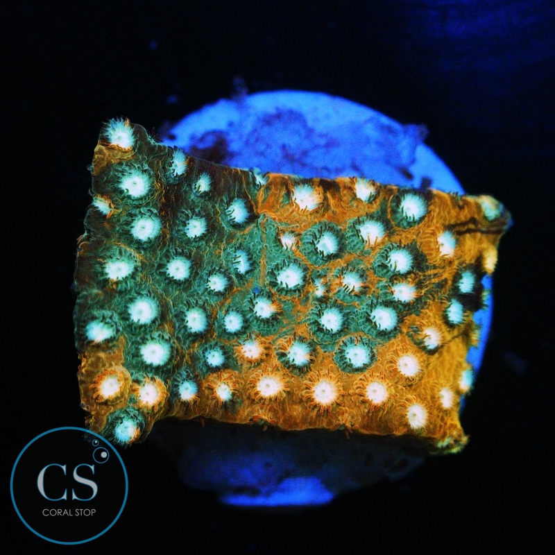 JF FENDER BENDER CYPHASTREA