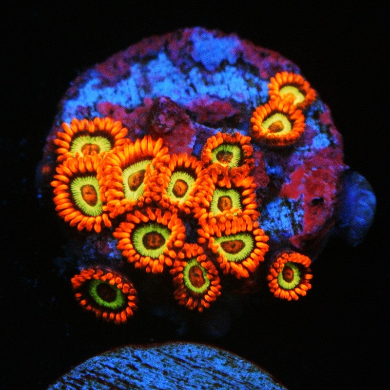 JF VEGAS STRIPS ZOA