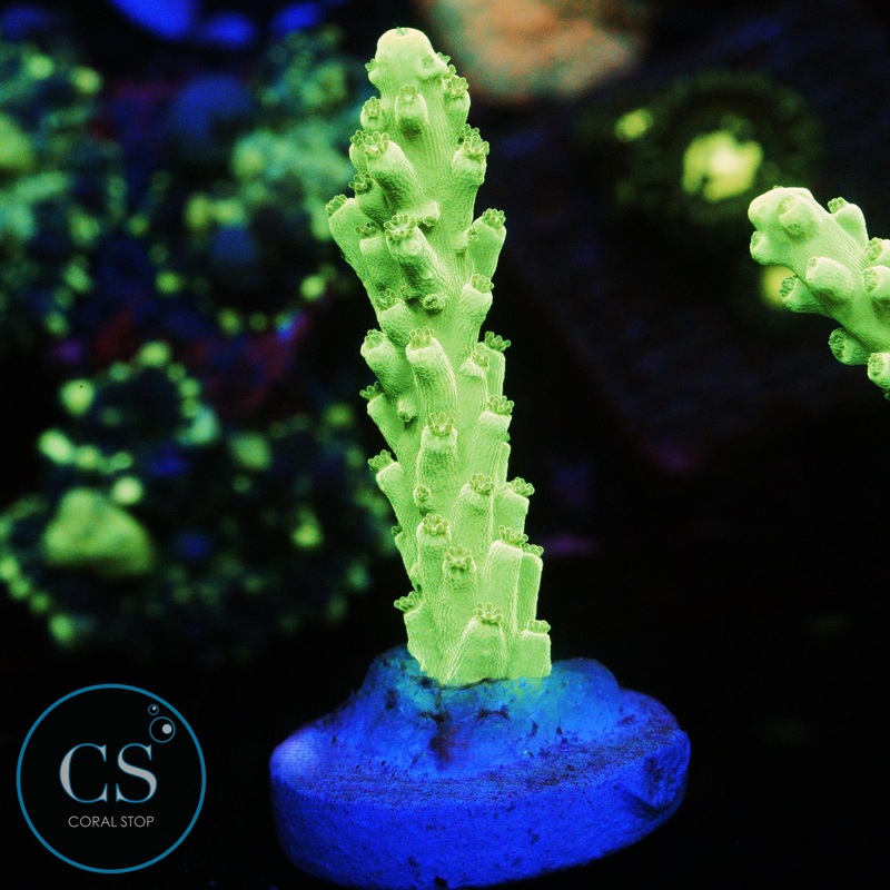 KEY LIME PIE ACRO