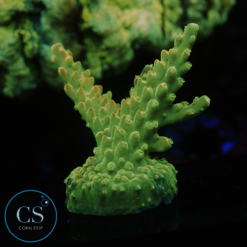 KEY LIME PIME ACRO