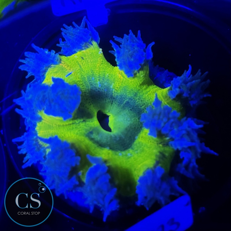 LEMON DROP ROCK FLOWER ANEMONE