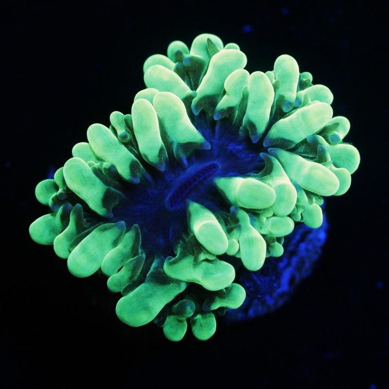 MINI PEARL BUBBLE CORAL