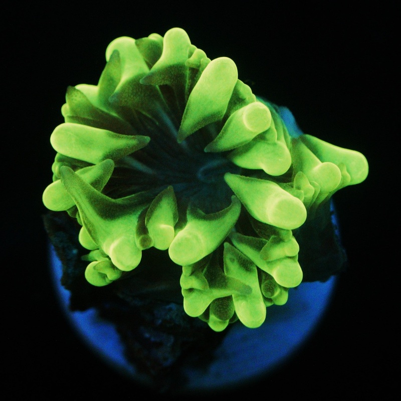 MINI PEARL BUBBLE CORAL - SUPER SALE