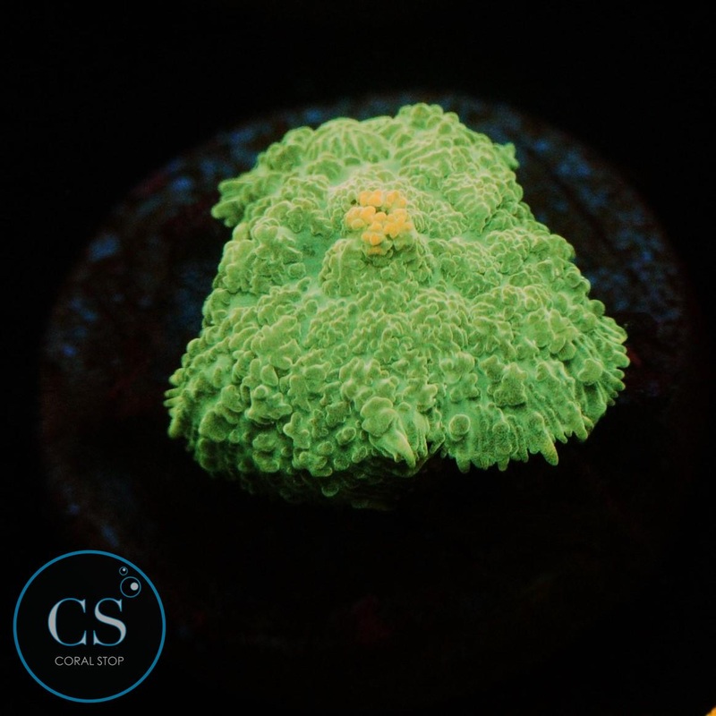 MISC MUSHROOM