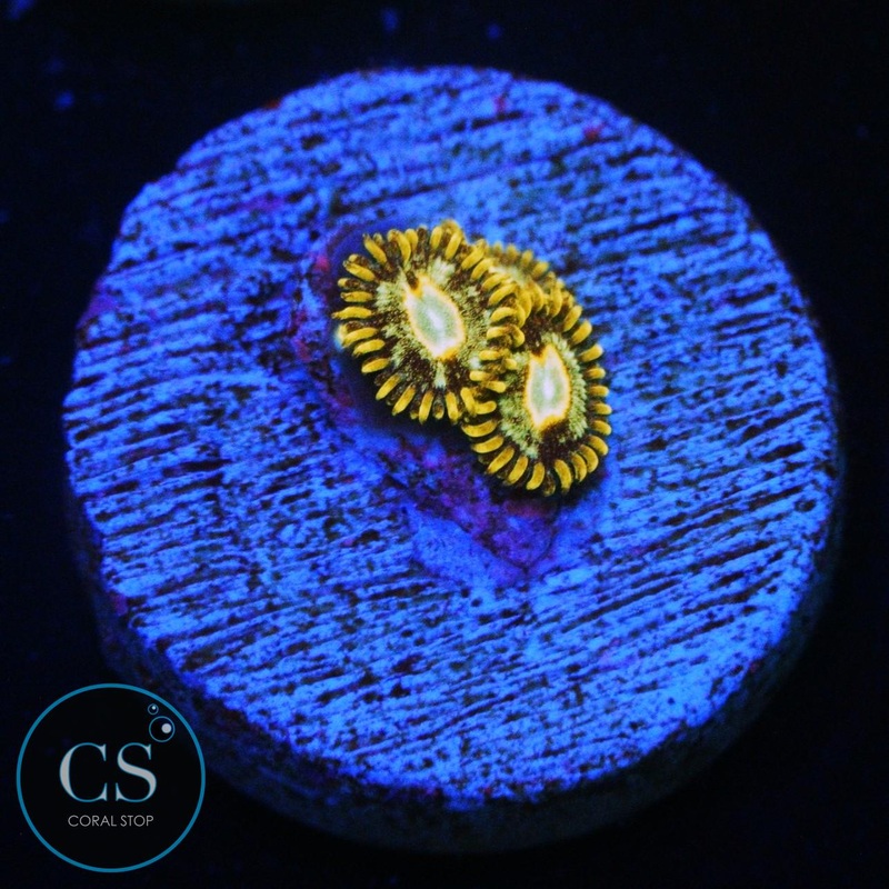 MURDER HORNET ZOA