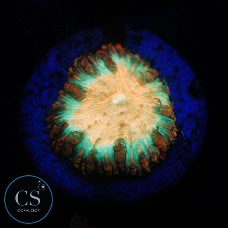 NEW RELEASE CS KIWI CRUSH BLASTO