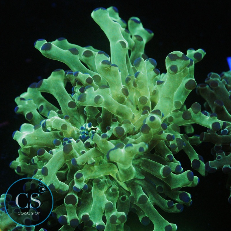 OG BICOLOR FROGSPAWN