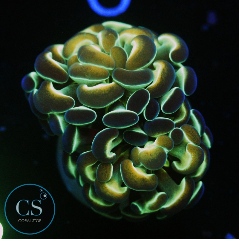 OG HOLOGRAM HAMMER - SUPER SALE