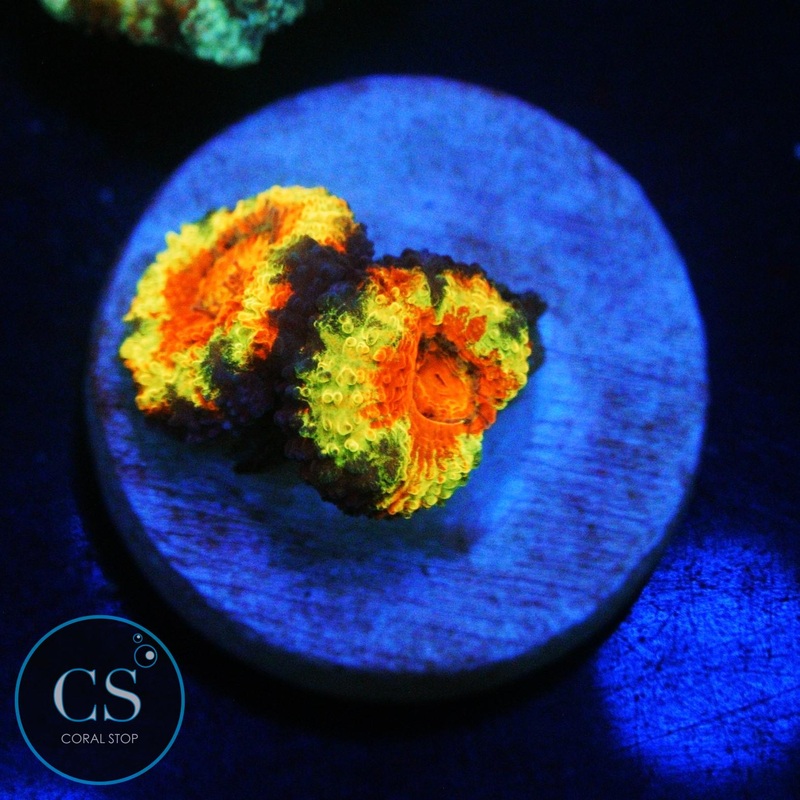 OG RAINBOW ACAN